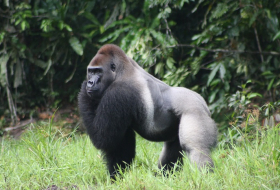 Eastern gorilla now critically endangered while giant panda situation improves 